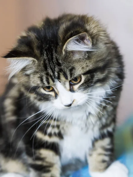 Kot dziecko wersji syberyjski rasy, brązowy — Zdjęcie stockowe