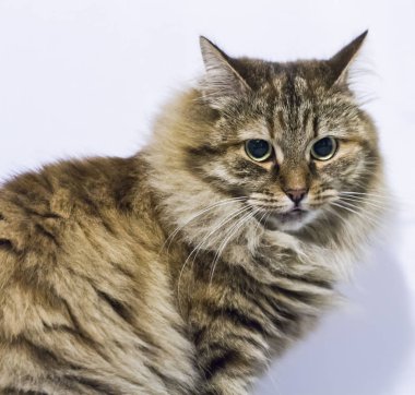 Sibirya doğurmak evde kahverengi kedi