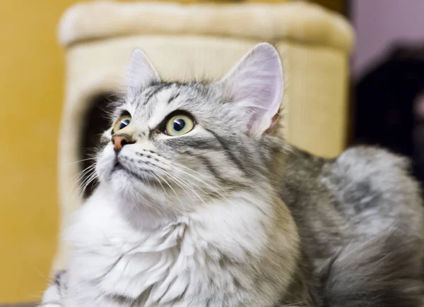 Kahverengi beyaz siberian kedi kanepede Stok fotoğrafçılık ©endomass