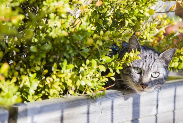 Silver european cat in the garden — Stock Photo, Image