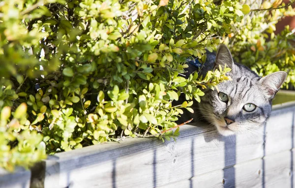 Srebrny kot Europejski w ogrodzie — Zdjęcie stockowe