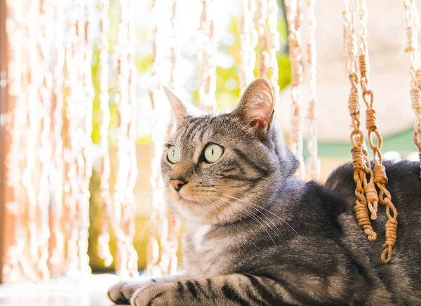 정원에서 실버 유럽 고양이 — 스톡 사진