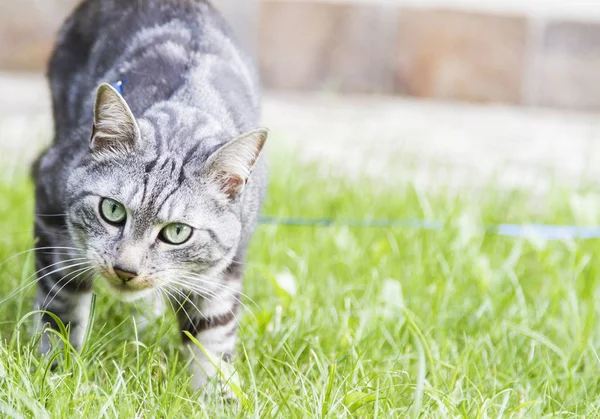 Stříbrná Evropská kočka v zahradě — Stock fotografie