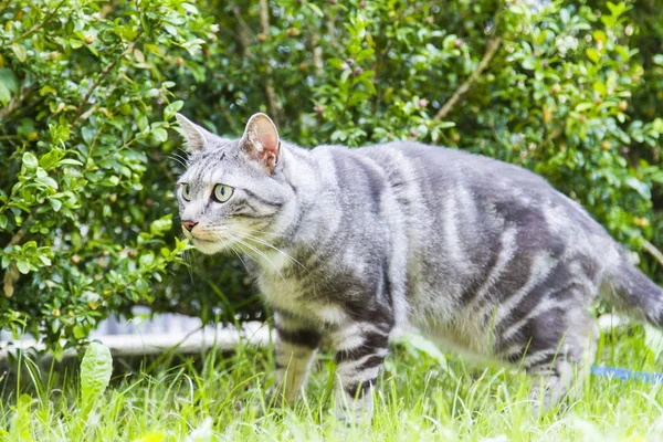 Gato europeo plateado en el jardín —  Fotos de Stock