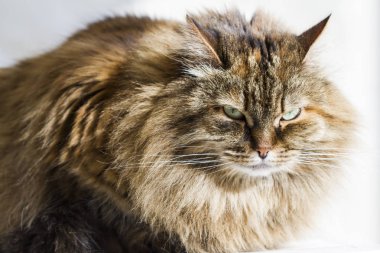 kahverengi kedi içinde belgili tanımlık Bahçe, uzun saçlı Sibirya doğurmak