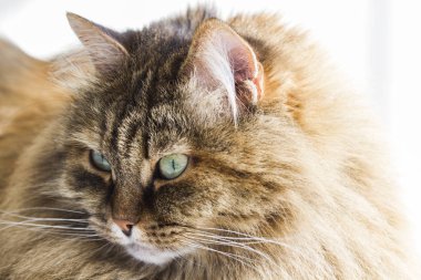 kahverengi kedi, uzun saçlı Sibirya doğurmak ön plan