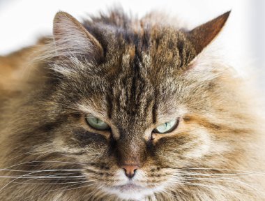 kahverengi kedi, uzun saçlı Sibirya doğurmak ön plan