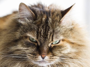 kahverengi kedi, uzun saçlı Sibirya doğurmak ön plan