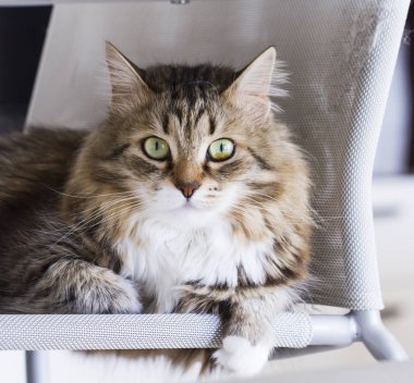 bahçede beyaz kedi ile kahverengi, uzun saçlı sibirya ırkı