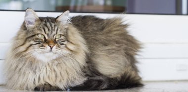 kahverengi kedi içinde belgili tanımlık Bahçe, uzun saçlı Sibirya doğurmak