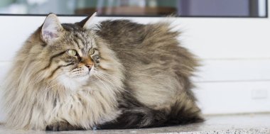 kahverengi kedi içinde belgili tanımlık Bahçe, uzun saçlı Sibirya doğurmak