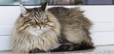 kahverengi kedi içinde belgili tanımlık Bahçe, uzun saçlı Sibirya doğurmak