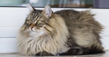 kahverengi kedi içinde belgili tanımlık Bahçe, uzun saçlı Sibirya doğurmak