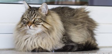 kahverengi kedi içinde belgili tanımlık Bahçe, uzun saçlı Sibirya doğurmak