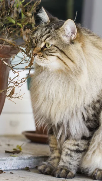 Brązowy kot rasy siberian ogród, długie włosy — Zdjęcie stockowe