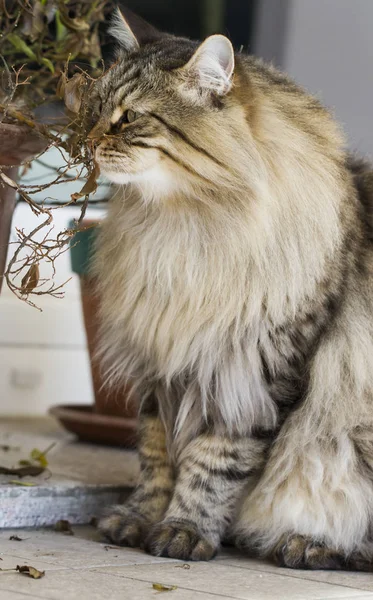 Brązowy kot rasy siberian ogród, długie włosy — Zdjęcie stockowe