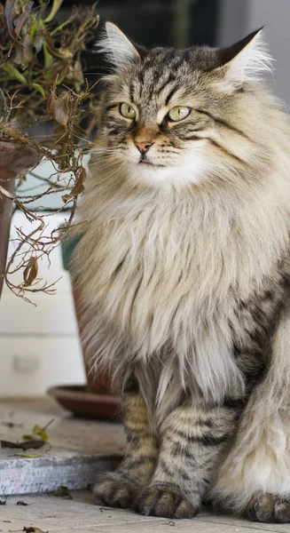 Kahverengi kedi içinde belgili tanımlık Bahçe, uzun saçlı Sibirya doğurmak — Stok fotoğraf