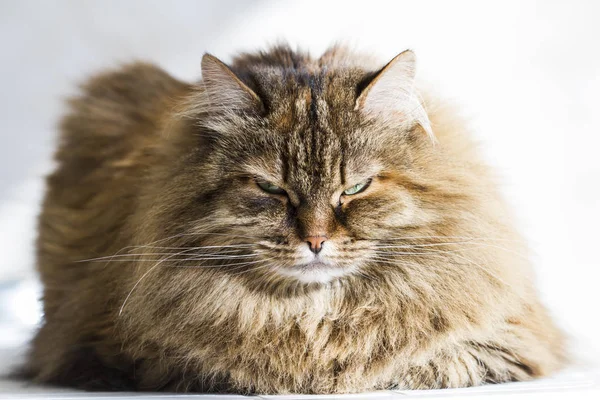 Vordergrund einer braunen Katze, langhaarige sibirische Rasse — Stockfoto