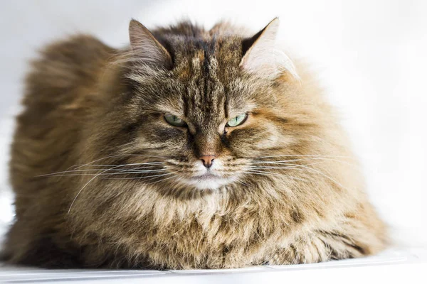 갈색 고양이, 긴 머리 시베리아 품종의 전경 — 스톡 사진