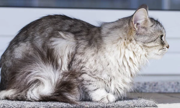 Silver cat in the garden, long haired siberian breed — Stock Photo, Image