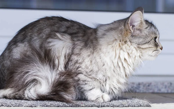 Srebrny kot w ogrodzie, długowłosy syberyjskiej rasy — Zdjęcie stockowe