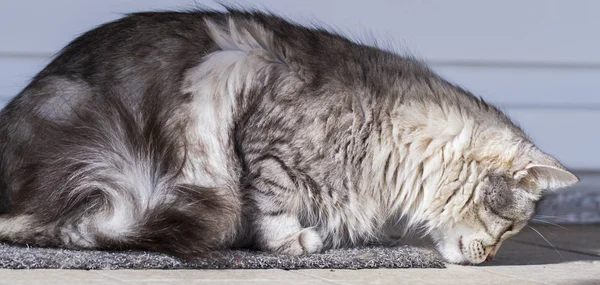 Gato plateado en el jardín, raza siberiana de pelo largo —  Fotos de Stock
