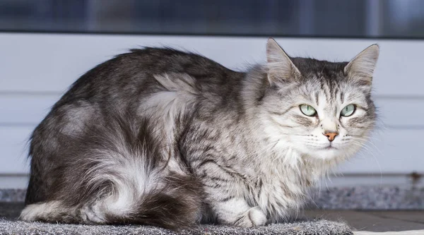 Silver cat in the garden, long haired siberian breed — Stock Photo, Image