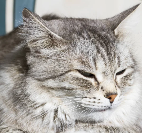 Silver cat in the garden, long haired siberian breed — Stock Photo, Image