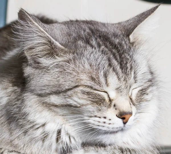 Серебряная кошка в саду, длинноволосая сибирская порода — стоковое фото