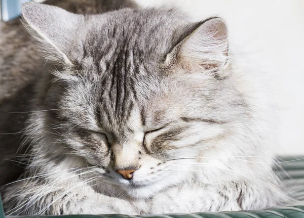 Ezüst macska a kertben, hosszú hajú szibériai fajta — Stock Fotó