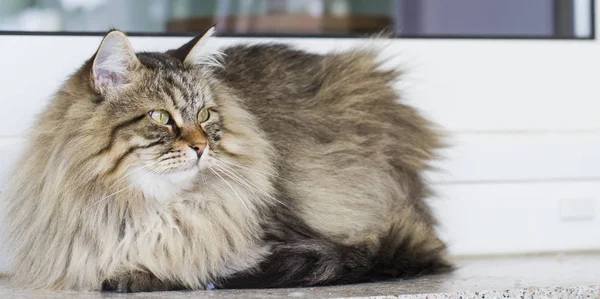 Hnědá kočka v zahradě, dlouhé vlasy sibiřské plemeno — Stock fotografie