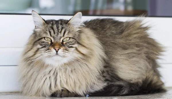 Gato marrom no jardim, raça siberiana de cabelos longos — Fotografia de Stock