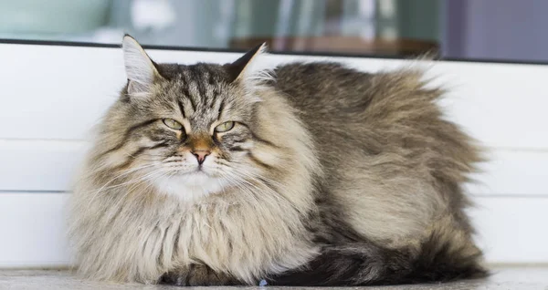 kahverengi kedi içinde belgili tanımlık Bahçe, uzun saçlı Sibirya doğurmak