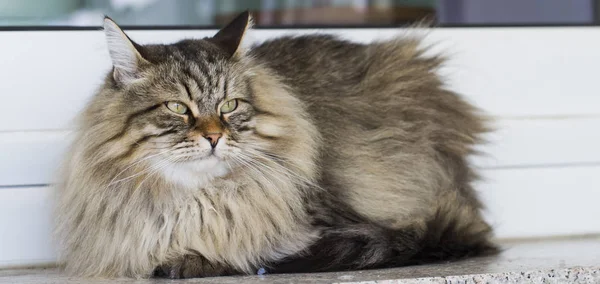Hnědá kočka v zahradě, dlouhé vlasy sibiřské plemeno — Stock fotografie