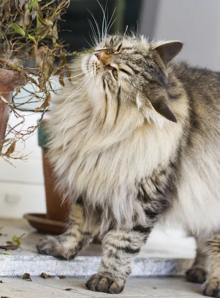 Brown cat in the garden, long haired siberian breed — Stock Photo, Image