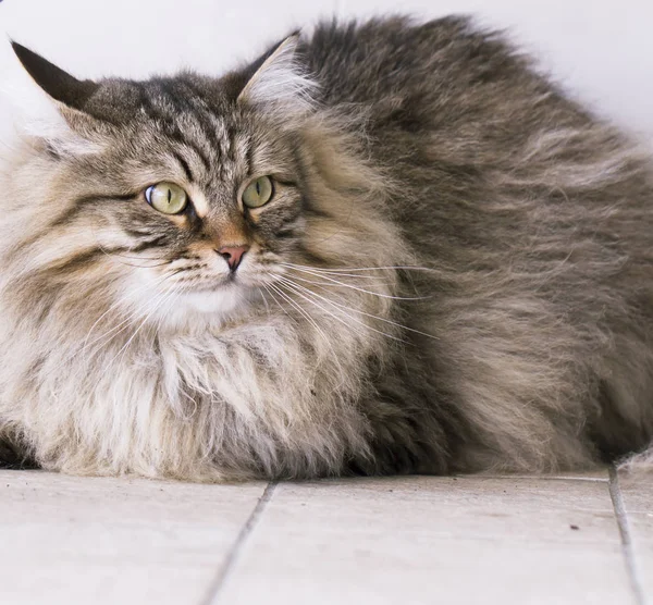 Gato de pelo largo, raza siberiana marrón en el jardín — Foto de Stock