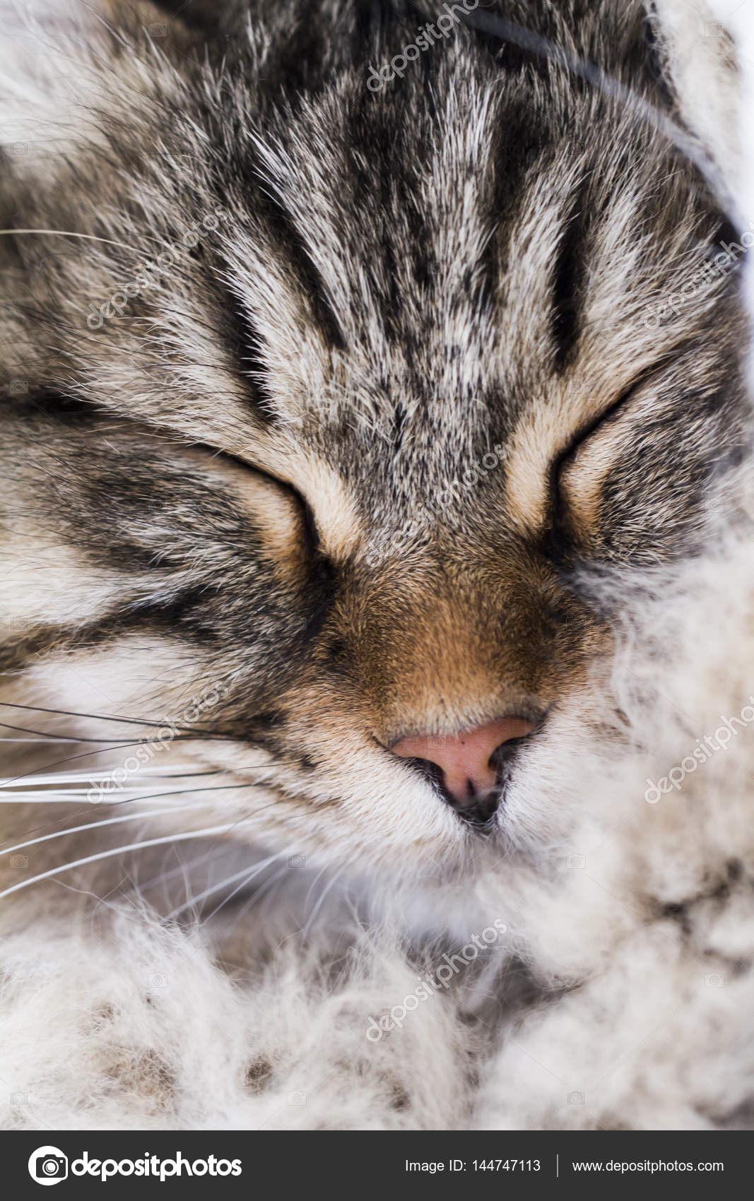 Razza Di Gatto A Pelo Lungo Marrone Siberiana Viso Foto Stock