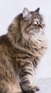 uzun saçlı kedi, kahverengi Sibirya doğurmak