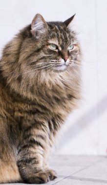 uzun saçlı kedi, kahverengi Sibirya doğurmak