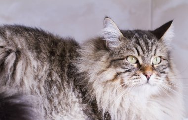 uzun saçlı kedi, kahverengi Sibirya doğurmak bahçede 
