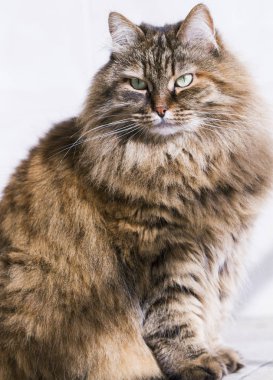 uzun saçlı kedi, kahverengi Sibirya doğurmak