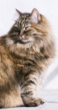 uzun saçlı kedi, kahverengi Sibirya doğurmak