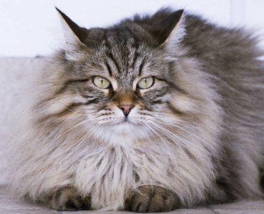 uzun saçlı kedi, kahverengi Sibirya doğurmak bahçede 