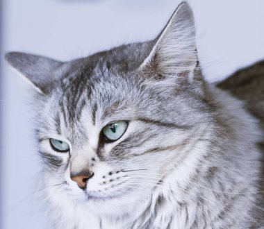 uzun saçlı kedi, gümüş Sibirya doğurmak ön plan