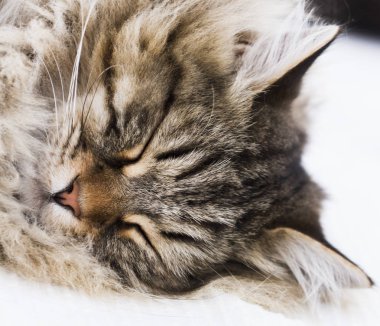 uzun saçlı kedi, kahverengi Sibirya doğurmak, yüz