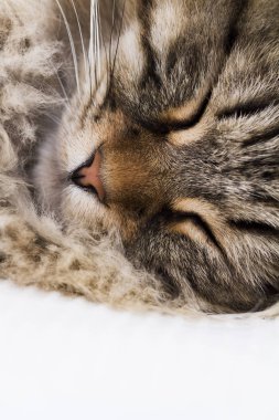 uzun saçlı kedi, kahverengi Sibirya doğurmak, yüz