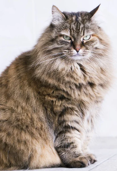 Uzun saçlı kedi, kahverengi Sibirya doğurmak — Stok fotoğraf
