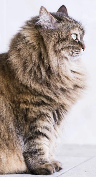 长毛猫，棕色皮毛的西伯利亚 — 图库照片
