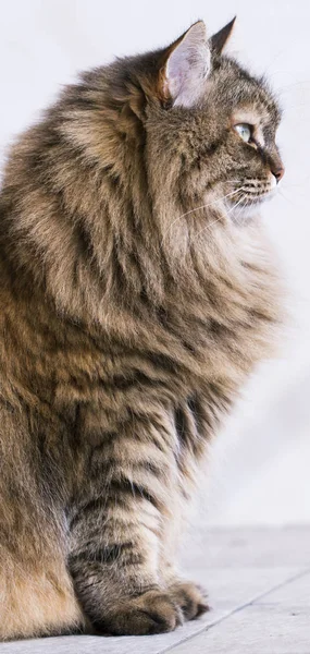 Gato de pelo largo, raza siberiana marrón — Foto de Stock