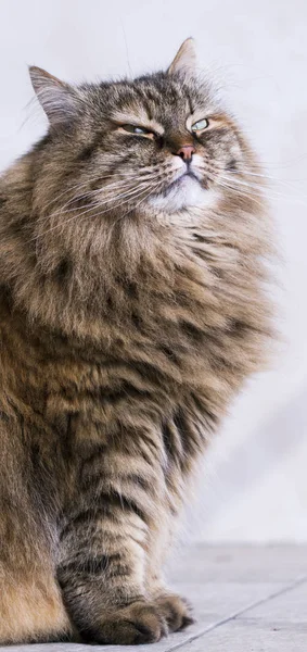 Langhaarige Katze, braune sibirische Rasse — Stockfoto